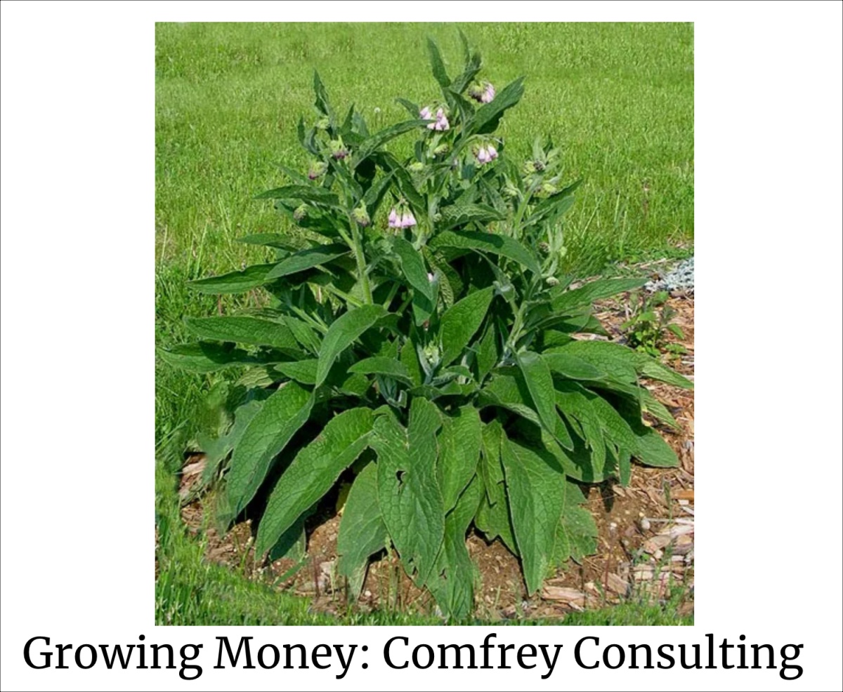 https://thelotsproject.com/growing-money-comfrey-consulting/